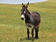 В Подмосковье создана спецамуниция для ослов в зоне СВО