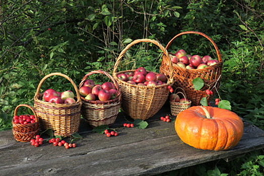Праздник урожая «Яблочный джем» пройдет в Лосино‑Петровском