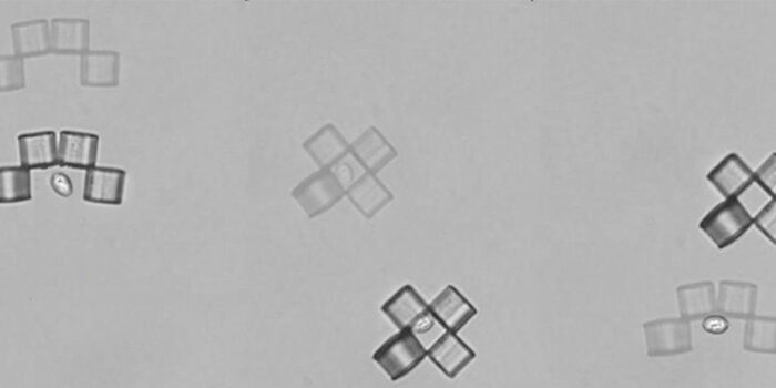 Микроботы-оригами изловили дрожжевую клетку
