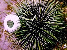 Последствия коронавируса предложили лечить морскими ежами