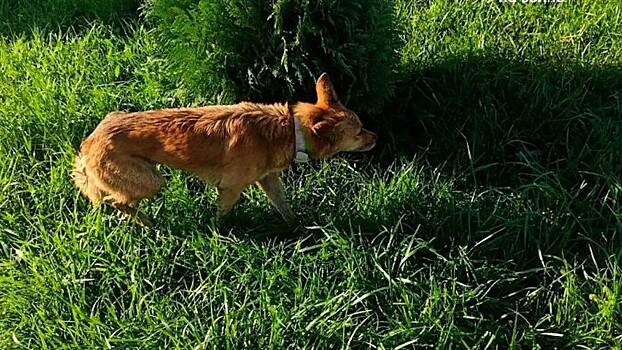 Путь в 200 км: собака, потерявшаяся в пробке на Крымском мосту, дошла до Краснодара