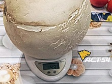 Житель Барабинского района во время тихой охоты нашел гриб, которого хватило на целую сковороду