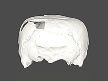 Археологи нашли 1400-летний череп, удививший их своей формой