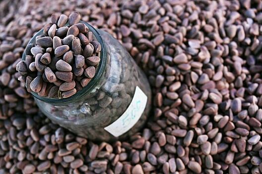 Российские кедровые орехи утекают в Китай