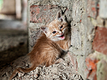 Зачем раньше в домах замуровывали кошек