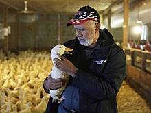 В Роспотребнадзоре высказались о штамме птичьего гриппа H5N5 в США