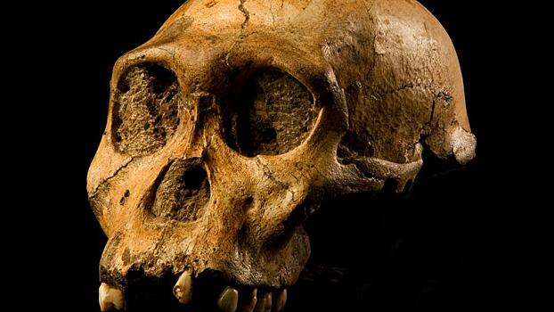 Ученые нашли самый древний череп человека