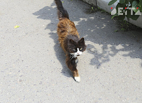 Союз музейных котов появился в России