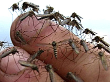 Полчище комаров атаковало жителя Тазовского района