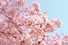 Опубликован календарь цветения сакуры в Японии в 2024 году