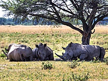 АР: В ЮАР браконьеры убивают не менее одного редкого носорога в день