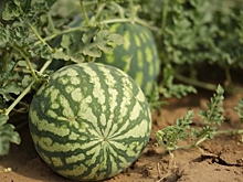 В Волгоградской области собирают урожай бахчевых культур