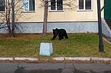 Одинокий медведь из Иркутска удивил комсомольчан