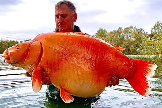 Рыбак поймал рекордно огромную золотую рыбу весом 30 килограммов