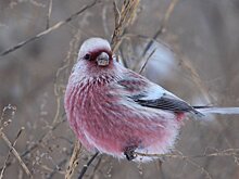 В Малмыжский район прилетела на зимовку редкая птица урагус