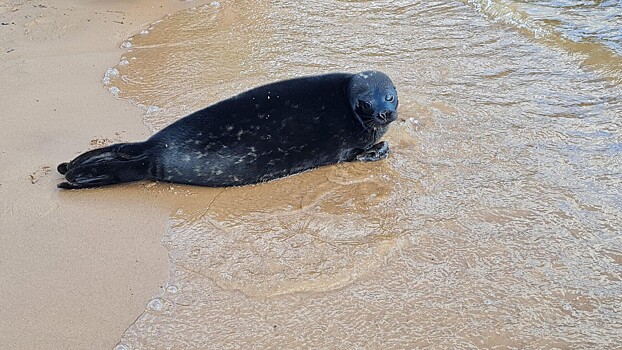 Эксперт: птичий грипп может угрожать нерпам под Петербургом