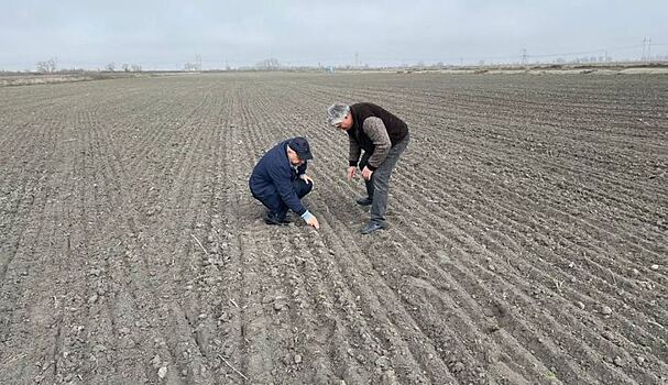 Дагестан первым в России начал сев яровых зерновых культур