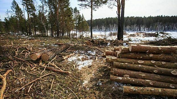 В Немском районе с арендатора участка взыскали компенсацию за незаконную рубку