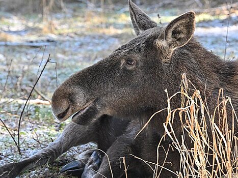 Биолог: лоси появились в Москве из-за обработки дорог солью
