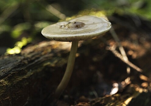 Названы грибы, которые могут вызвать отравление