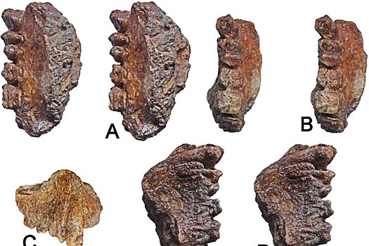 В Индии нашли "предка человека" возрастом 11 миллионов лет