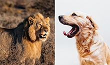 Зоопарк выдал за льва печальную собаку