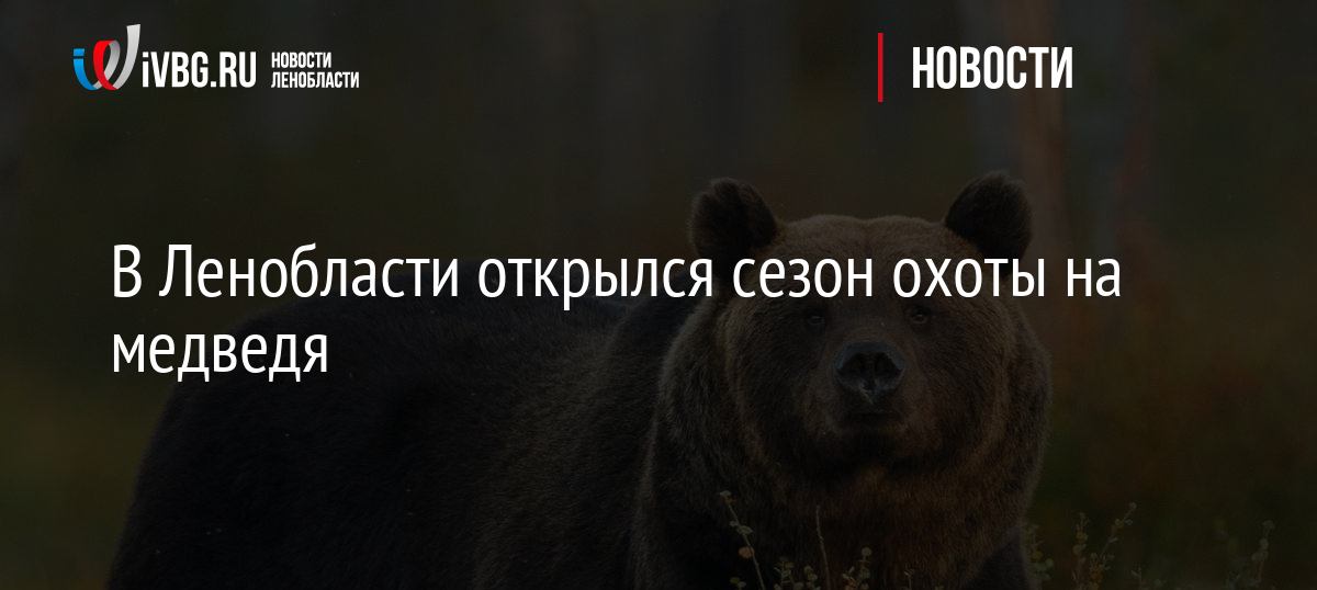 В Ленобласти открылся сезон охоты на медведя
