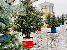 В Курске установят 120 хвойных деревьев в «Красном лесу»