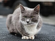 Москвичка развела в квартире 140 кошек и теперь не знает, как их прокормить