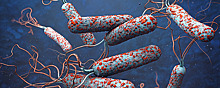 Иммунолог дал оценку вероятности распространения на территории России холеры