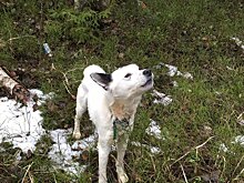 Без права на спасение. Живодер оставил умирать в лесу собаку, крепко привязав ее к дереву