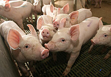 МСХ: чумы свиней в Казахстане не было и не будет