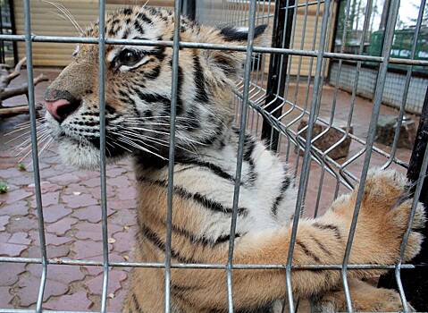 Ветеринары спасли тигренка с поврежденной лапой