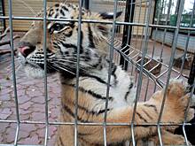 Ветеринары спасли тигренка с поврежденной лапой