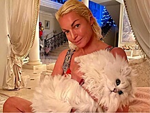 Ветврач Иван Малышев намекнул, что Анастасия Волочкова установила в спальне чучело кота, а теперь боится заразиться от животного раком