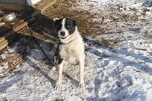 В Белогорске с начала года отловили больше 250 бездомных собак