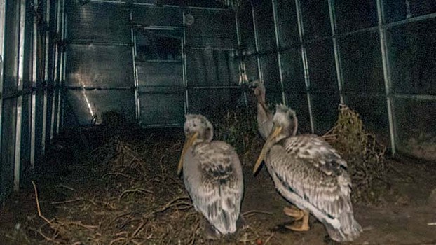 Кудрявых пеликанов, отбившихся от стаи на Алтае, отправят на страусиную ферму