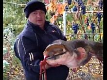 Правда, что ростовчанин поймал сома весом 22 килограмма?