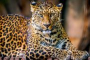 В Приморском крае ищут леопарда, напавшего на человека