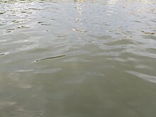 Власти Бердска не могут построить мост через Раздельную без концессионера