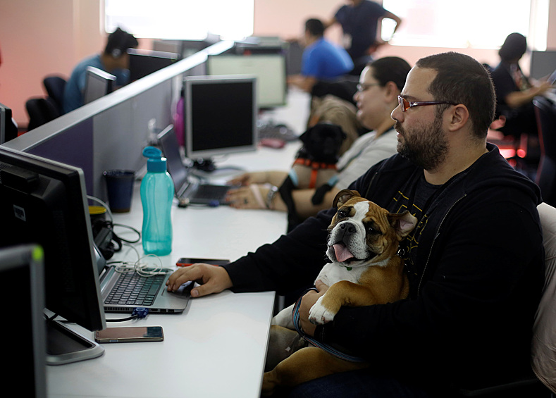 Сотрудник международной компании Accenture работает вместе со своей собакой. В течение одного дня костариканское представительство компании разрешило сотрудникам взять собаку на работу