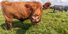 Ветеринары сделали коровам в Ленобласти профессиональный педикюр
