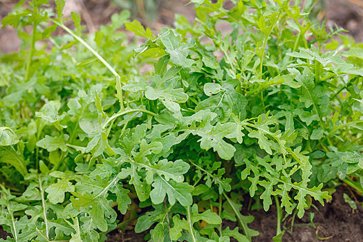 Ученые в Томске выращивают «плазменный» салат и рукколу