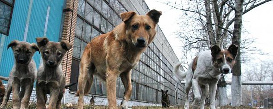 В Хакасии бизнесмен уклонился от подписания контракта по отлову собак