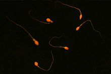 Новый метод стимуляции сперматогенеза поможет при бесплодии