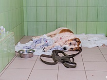 «Оснований для возбуждения недостаточно». «Дело алабая Лаваша» может стать отказным