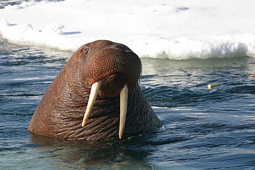 Россиянин «загипнотизировал» моржей музыкой в Северном Ледовитом океане