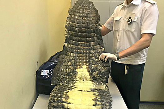 Гражданин Бельгии пытался незаконно ввезти в Россию шкуру нильского крокодила