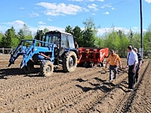 В Красноселькупском районе посадят картофель, овощи и зелень