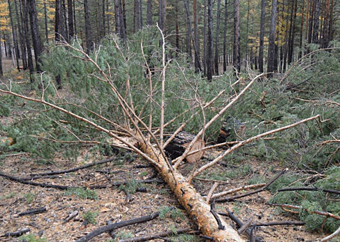 Лесной инспектор разрешил незаконную рубку деревьев в Забайкалье